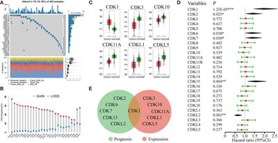 Prognostic and immunological characteristics of CDK1 in lung adenocarcinoma: A systematic analysis
